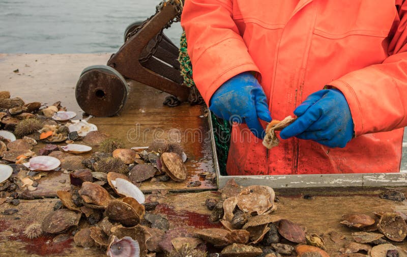 Mãos do marisco e do marisco travados frescos de Holding Knife Preparing do pescador para o sushi em um barco de pesca imagens de stock Mãos do marisco e do marisco travados frescos de Holding Knife Preparing do pescador para o sushi em um barco de pesca imagens de stock