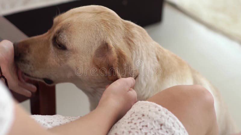 Mãos fêmeas que jogam e cão de Labrador das trocas de carícias na casa Cão bege de Labrador das trocas de carícias ascendentes pr