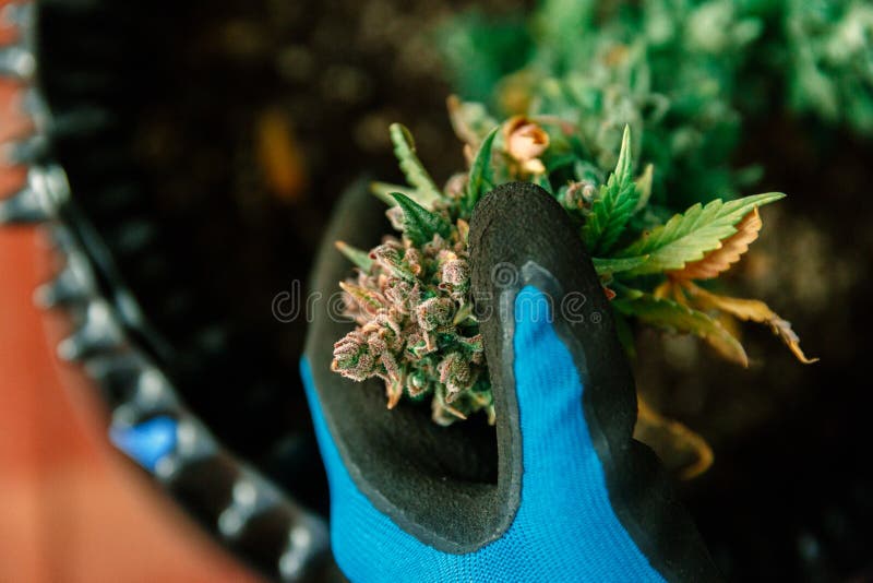 Mãos que guardam o botão do cannabis Marijuana médica foto de stock royalty free Mãos que guardam o botão do cannabis Marijuana médica foto de stock royalty free
