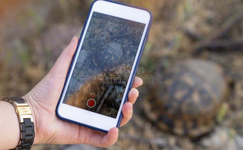 Mädchen, das Foto der Schildkröte durch Handy, Smartphone macht stockfotografie Mädchen, das Foto der Schildkröte durch Handy, Smartphone macht stockfotografie