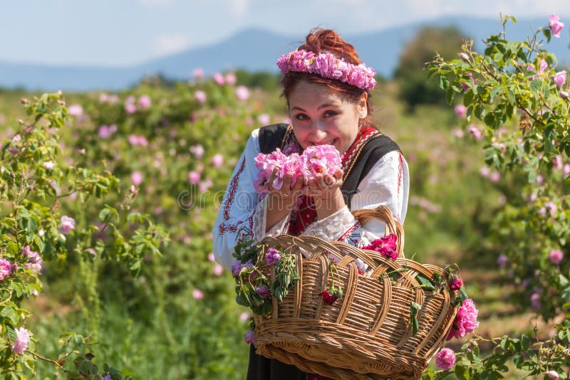 Woman dressed in a Bulgarian traditional folklore costume picking roses in a garden, as part of the summer regional ritual in Rose valley, Bulgaria. Woman dressed in a Bulgarian traditional folklore costume picking roses in a garden, as part of the summer regional ritual in Rose valley, Bulgaria.