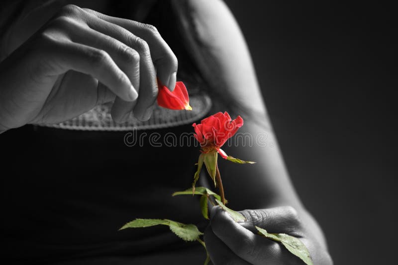 Broken heart girl picking rose petals in black and white except the rose. Broken heart girl picking rose petals in black and white except the rose