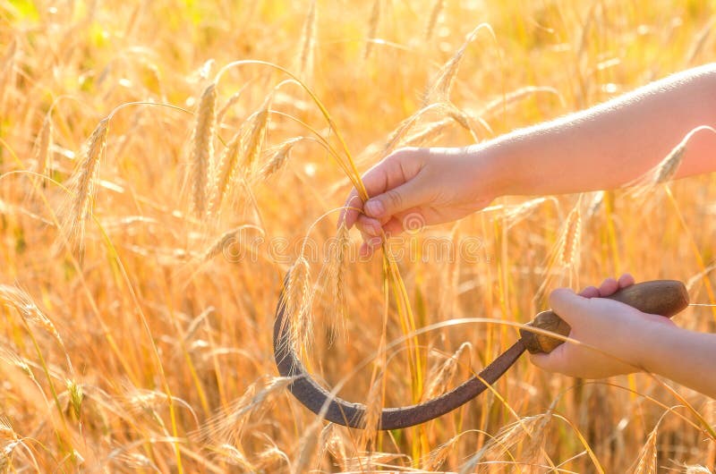 Girl cuts a sickle rye. Sickle is a hand-held traditional agricultural tool in farmer`s hand preparing to harvest. Girl cuts a sickle rye. Sickle is a hand-held traditional agricultural tool in farmer`s hand preparing to harvest