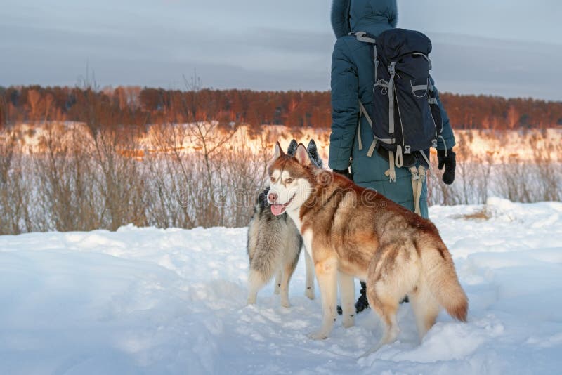 Mädchen und zwei Hunde des sibirischen Huskys Heiserer Hund Browns, der die Kamera betrachtet Hintere Ansicht über die Hintergrun lizenzfreie stockbilder Mädchen und zwei Hunde des sibirischen Huskys Heiserer Hund Browns, der die Kamera betrachtet Hintere Ansicht über die Hintergrun lizenzfreie stockbilder