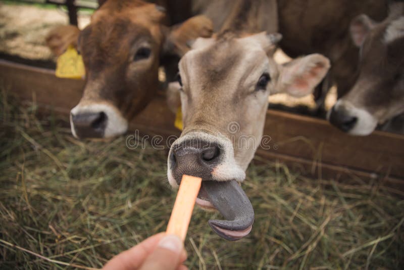 Mädchen zieht eine Kuh auf dem Bauernhof ein stockfotos Mädchen zieht eine Kuh auf dem Bauernhof ein stockfotos
