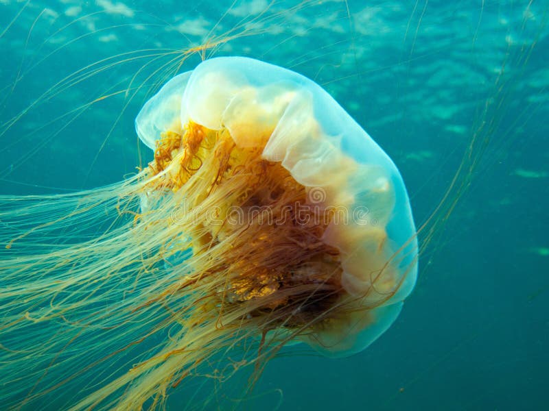 Löwenmähne (Quallenart) stockfotos