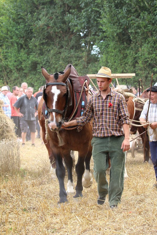 Män med hästen i sele på stora festen de la Moisson på helgonet Denis de Gastines 2018 fotografering för bildbyråer Män med hästen i sele på stora festen de la Moisson på helgonet Denis de Gastines 2018 fotografering för bildbyråer