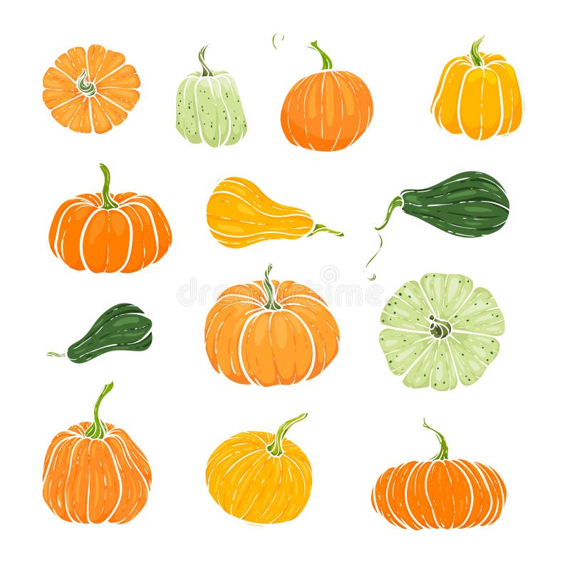 Mängd dekorativa orange- och gröna pumpor Höstillustration för handritad sketch-vektor Thanksgiving Day, halloween Holiday royaltyfri illustrationer