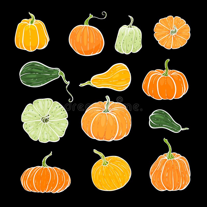 Mängd dekorativa orange- och gröna pumpor Höstillustration för handritad sketch-vektor Thanksgiving Day, halloween Holiday stock illustrationer