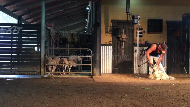 Männer Landwirtschafscheren in Australien