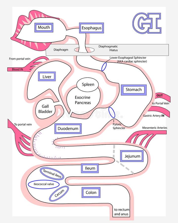 Människadigestivkexsystemet gjorde lätt stock illustrationer