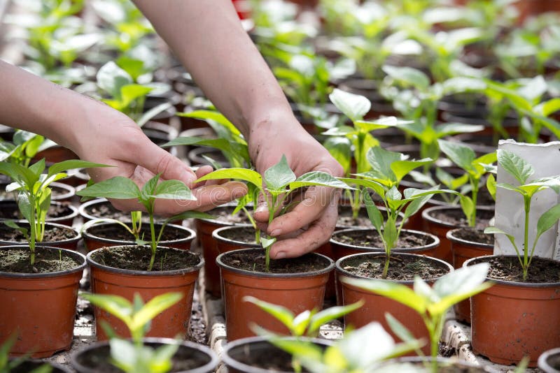 Female farmer taking care of young sprouts in greenhouse. Female farmer taking care of young sprouts in greenhouse