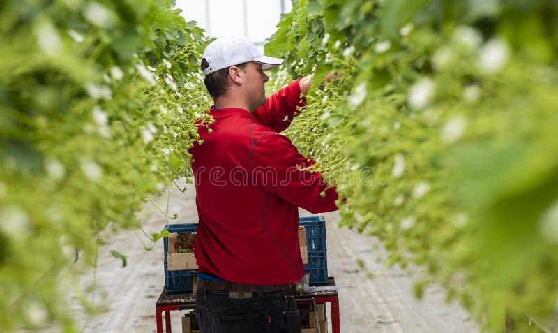 Männliche Arbeitskraft am Erdbeergewächshaus lizenzfreie stockfotos Männliche Arbeitskraft am Erdbeergewächshaus lizenzfreie stockfotos