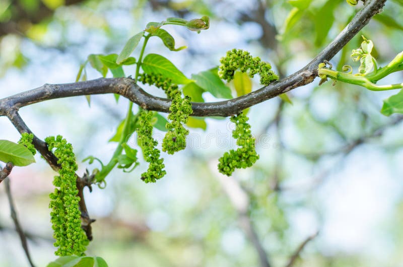 Männliche Walnussblumen stockbild Männliche Walnussblumen stockbild