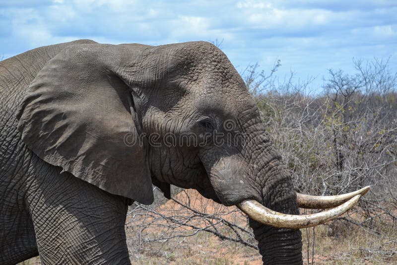 Männlicher Afrikanischer Elefant-Kopf Stockfoto - Bild von krüger