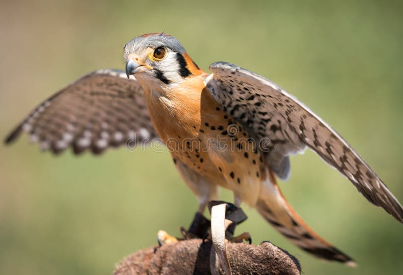 Männlicher amerikanischer Kestrel lizenzfreies stockbild Männlicher amerikanischer Kestrel lizenzfreies stockbild