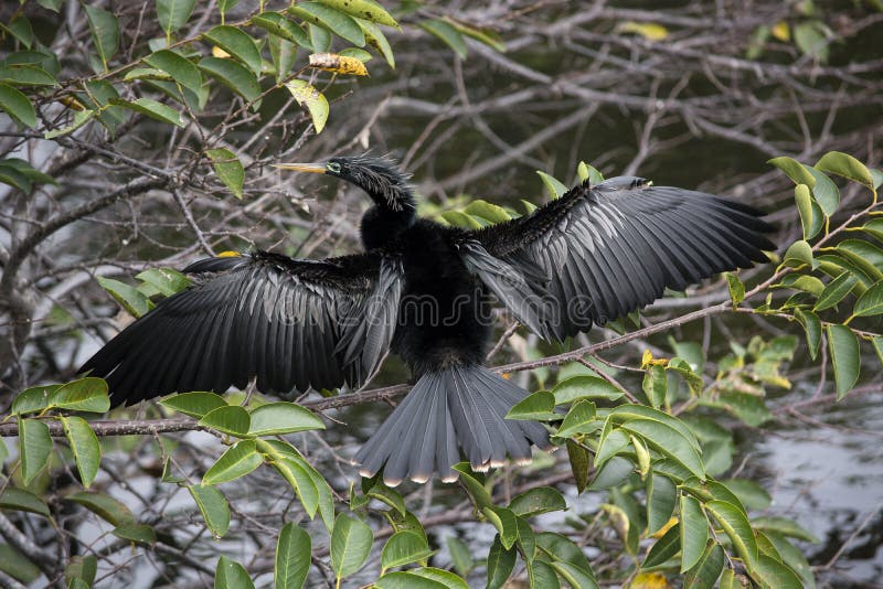 Männlicher Anhinga-Vogel Sunnning lizenzfreies stockbild Männlicher Anhinga-Vogel Sunnning lizenzfreies stockbild