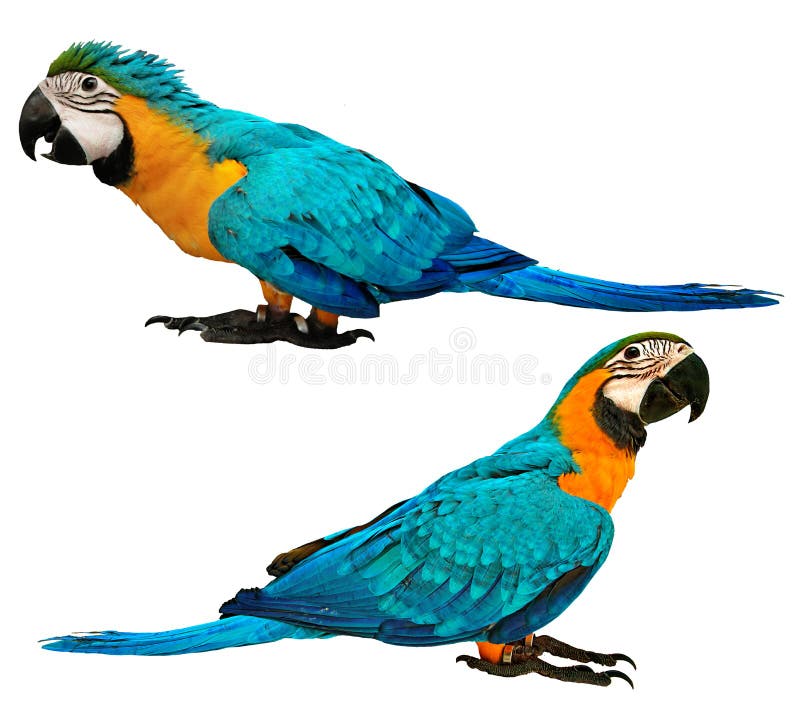 Männlicher blauer und gelber Keilschwanzsittichpapagei mit Alter 4 und 3 Monate stockfotos Männlicher blauer und gelber Keilschwanzsittichpapagei mit Alter 4 und 3 Monate stockfotos