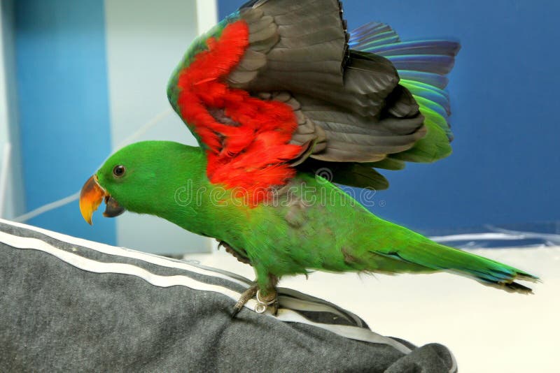 Männlicher Eclectus-Papagei, altern fünf Monate Die Vogelausdehnungsflügel lizenzfreies stockbild Männlicher Eclectus-Papagei, altern fünf Monate Die Vogelausdehnungsflügel lizenzfreies stockbild
