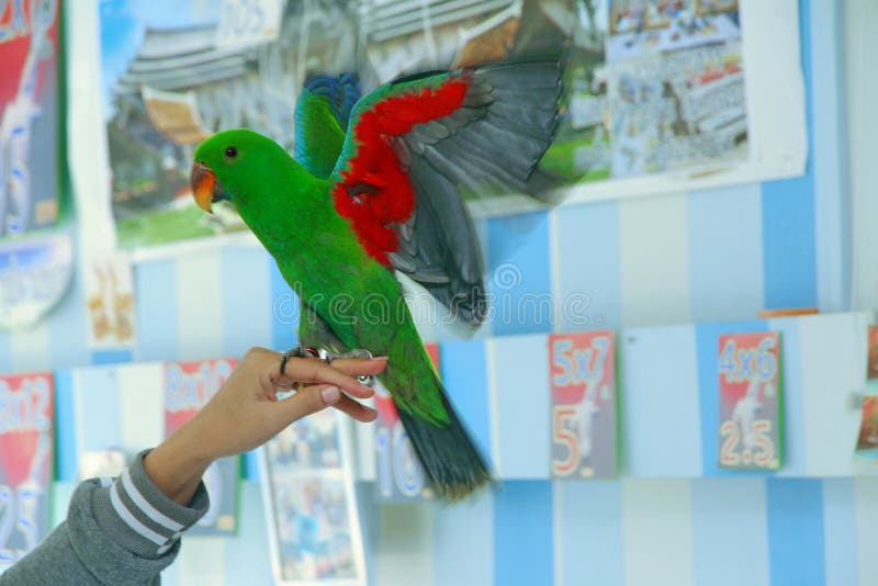 Männlicher Eclectus-Papagei, altern fünf Monate Die Vogelausdehnungsflügel stockfoto Männlicher Eclectus-Papagei, altern fünf Monate Die Vogelausdehnungsflügel stockfoto