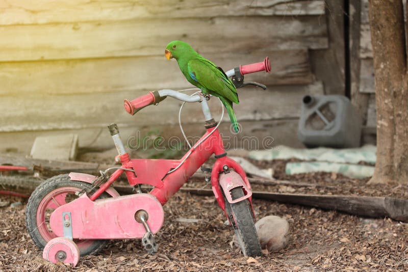 Männlicher Eclectus-Papagei hockte auf den alten Fahrradkindern stockfoto Männlicher Eclectus-Papagei hockte auf den alten Fahrradkindern stockfoto