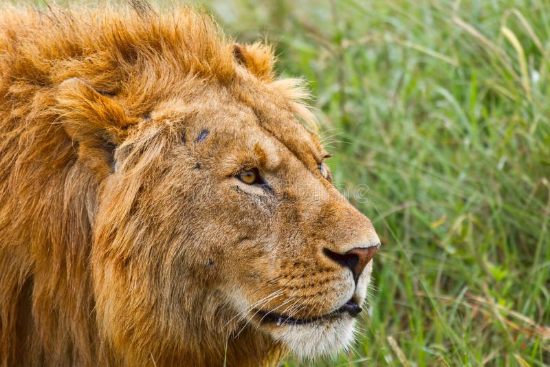 Männlicher Lion Head Portrait stockfotografie Männlicher Lion Head Portrait stockfotografie