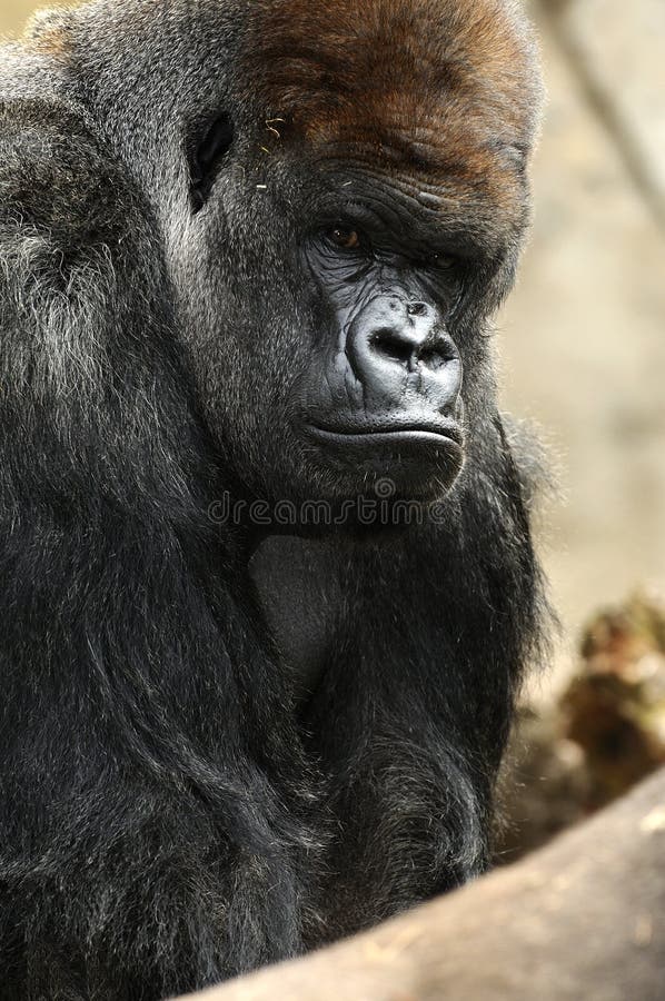 Männlicher Silverback Gorilla lizenzfreie stockfotografie Männlicher Silverback Gorilla lizenzfreie stockfotografie