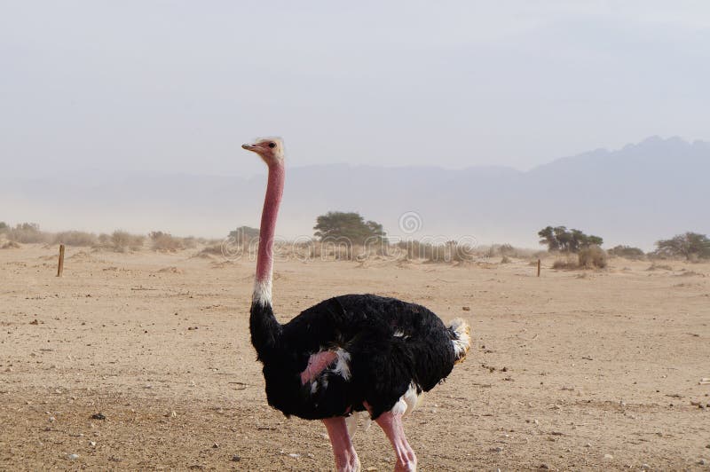 Männliches afrikanisches Straußgehen lizenzfreie stockfotografie Männliches afrikanisches Straußgehen lizenzfreie stockfotografie