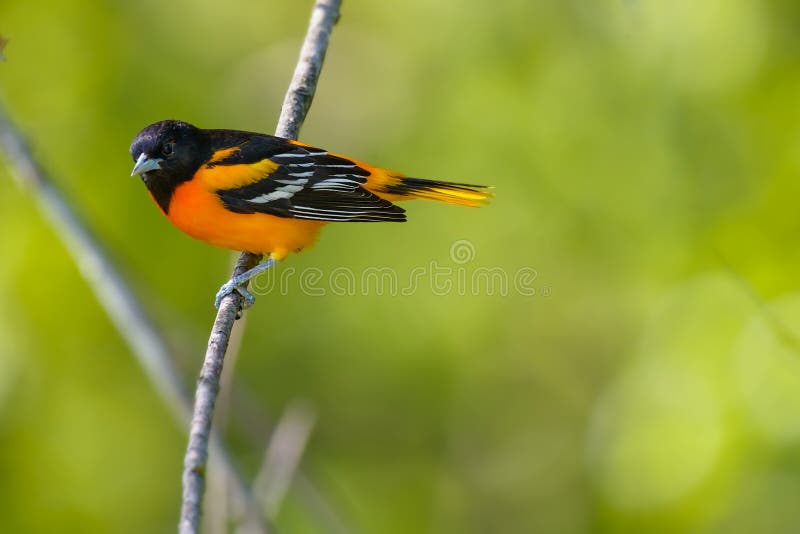 Männliches Baltimore Oriole stockfotografie Männliches Baltimore Oriole stockfotografie