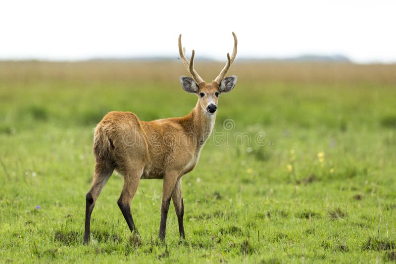 Männliches Marsh Deer Blastocerus-dichotomus