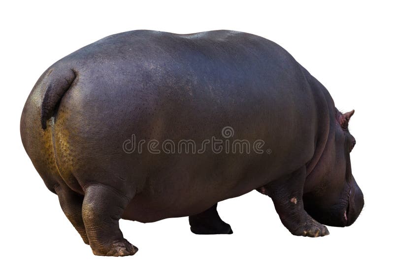 Männliches Nilpferd stockfotos Männliches Nilpferd stockfotos