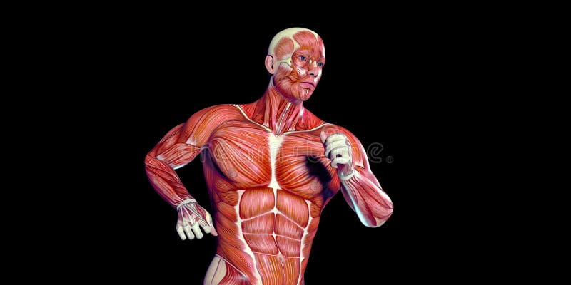 Mänsklig anatomiillustration för manlig kropp av en mänsklig torso med synliga muskler stock illustrationer Mänsklig anatomiillustration för manlig kropp av en mänsklig torso med synliga muskler stock illustrationer