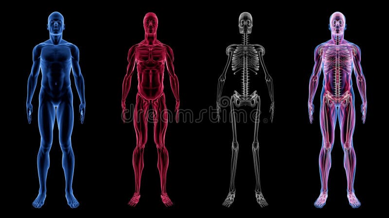 Mänsklig manlig för animeringbiologi för anatomi 3D teknologi för vetenskap