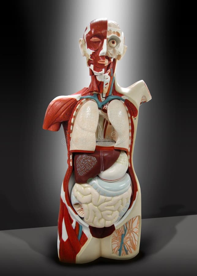 mänsklig torso arkivbild mänsklig torso arkivbild