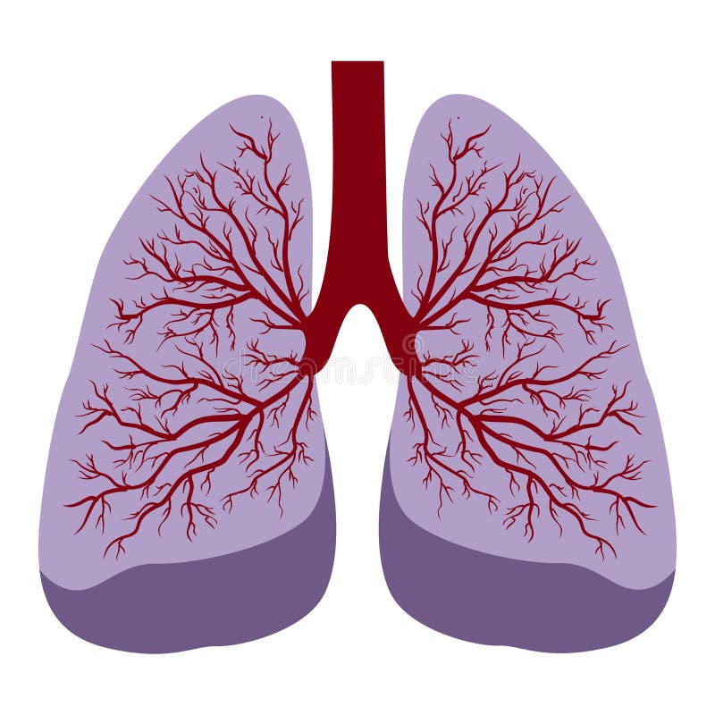 mänskliga lungs vektor illustrationer mänskliga lungs vektor illustrationer