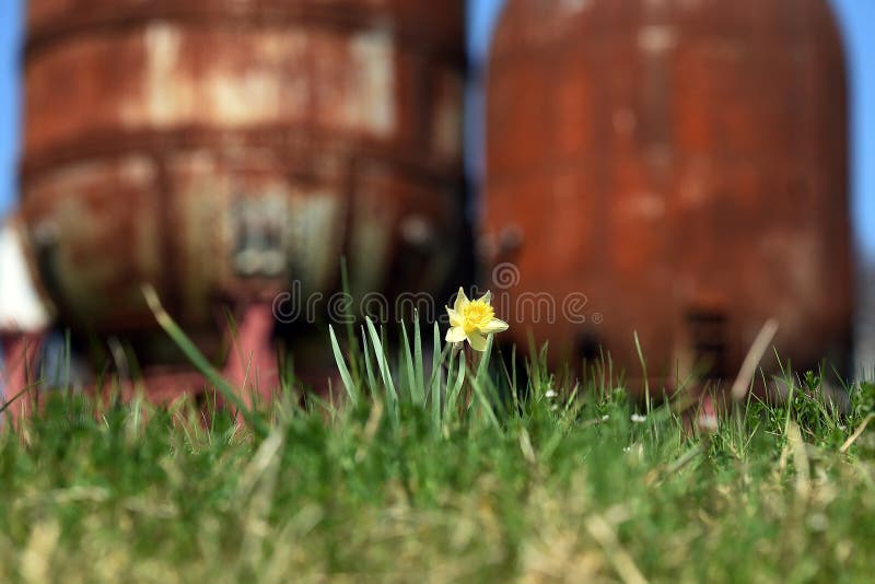 The Maerzenbecher is the best-known plant from the daffodil genus. Its large yellow flower consists of six individual petals and a cup-shaped crown. The Maerzenbecher is the best-known plant from the daffodil genus. Its large yellow flower consists of six individual petals and a cup-shaped crown