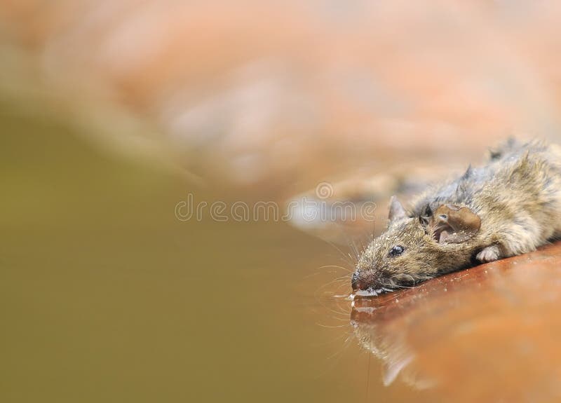 Mäuse. stockfotografie Mäuse. stockfotografie