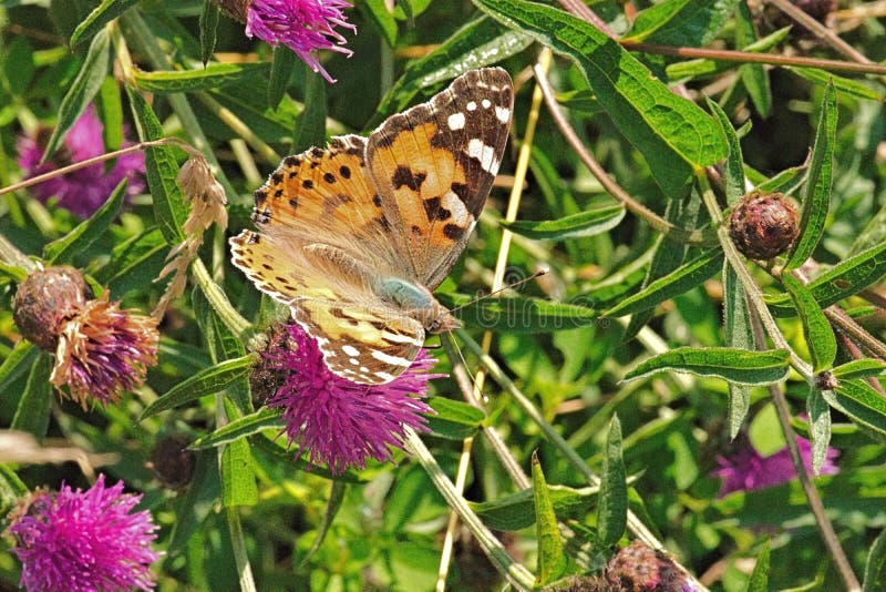 Målad dam Butterflies - Vanessa Cardui royaltyfri fotografi Målad dam Butterflies - Vanessa Cardui royaltyfri fotografi