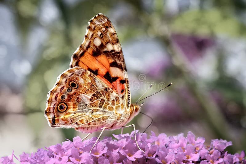 Målad dam Butterfly på ett blommahuvud med bokehbakgrund arkivbilder Målad dam Butterfly på ett blommahuvud med bokehbakgrund arkivbilder