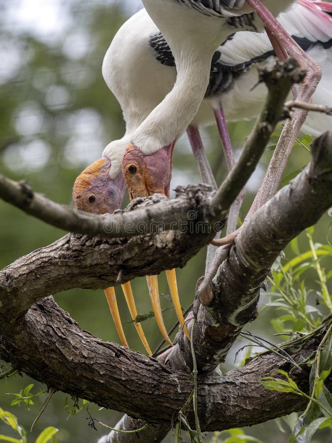 Målad stork, Mycteria leucocephala, föräldrar som förbereder redet i filialer royaltyfri bild
