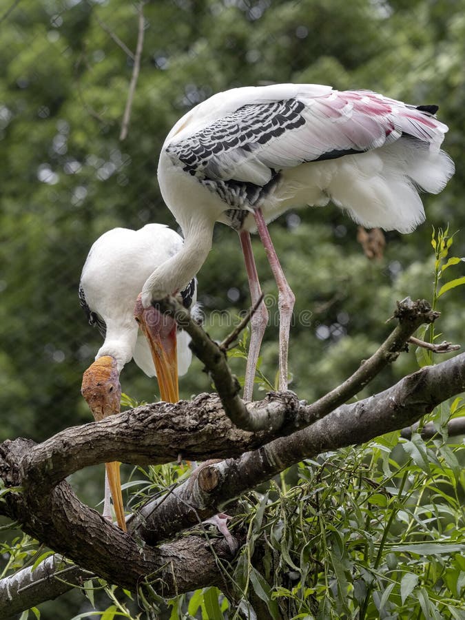 Målad stork, Mycteria leucocephala, föräldrar som förbereder redet i filialer royaltyfria bilder