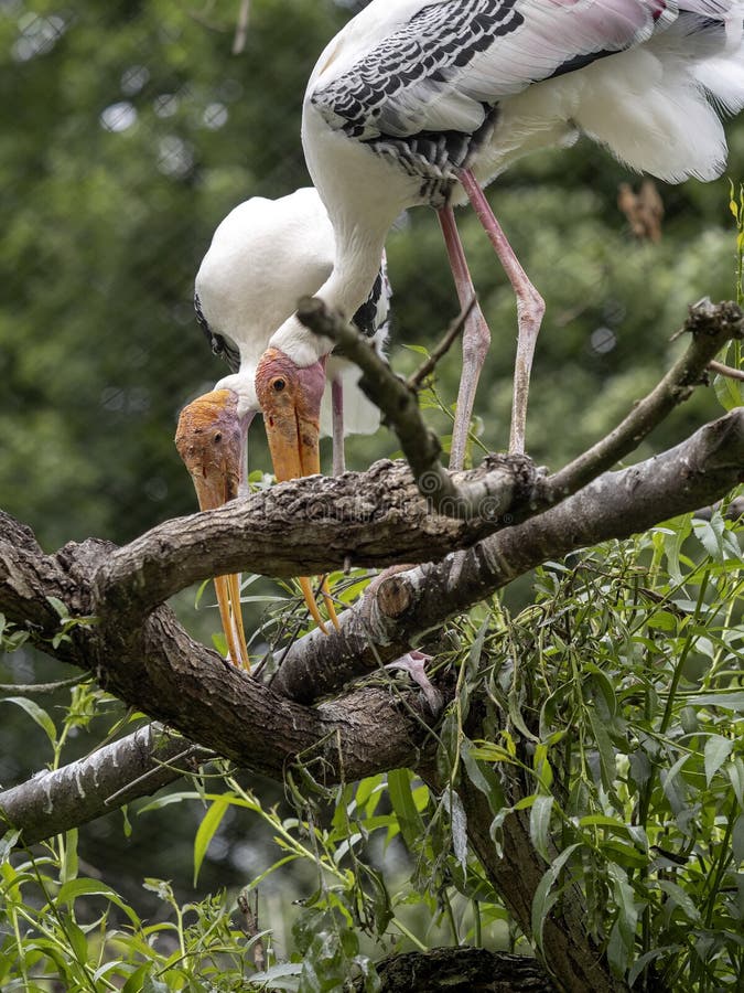 Målad stork, Mycteria leucocephala, föräldrar som förbereder redet i filialer royaltyfri bild