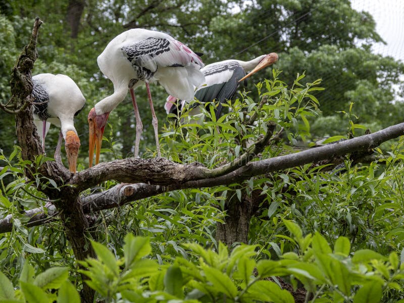 Målad stork, Mycteria leucocephala, föräldrar som förbereder redet i filialer royaltyfria bilder