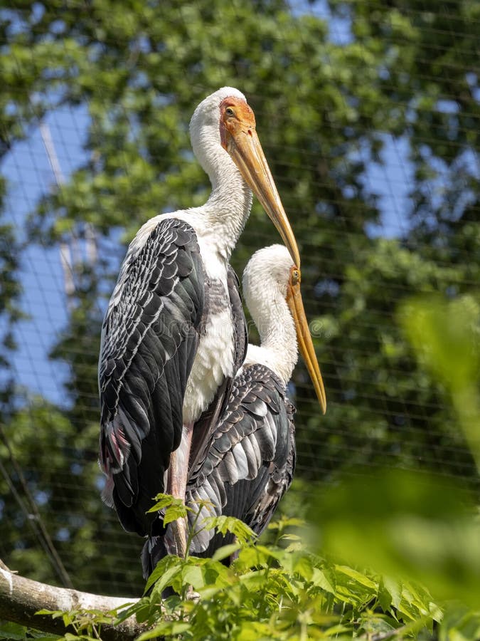 Målad stork, Mycteria leucocephala, föräldrar som förbereder redet i filialer arkivfoton
