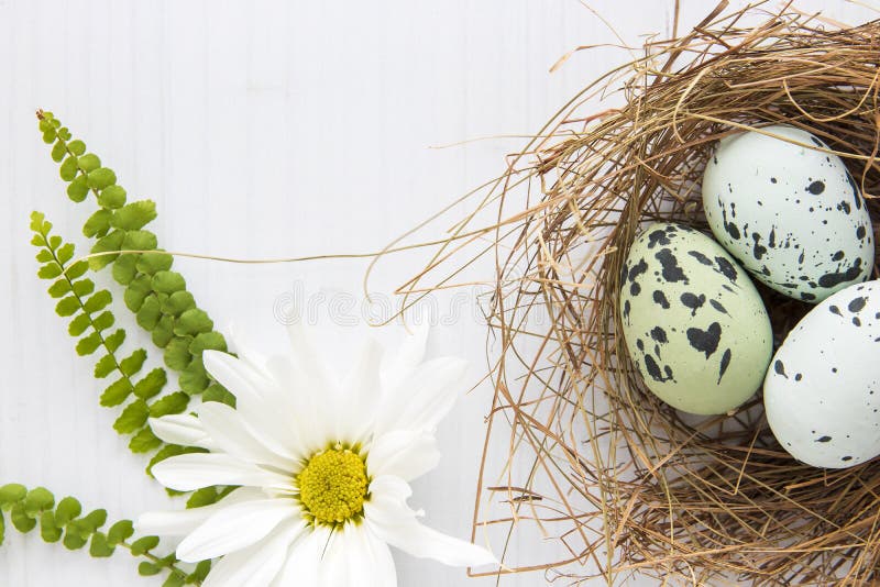 Målade rödhakeägg i sugrörrede med den vita tusenskönan på ljus bakgrund H?g tangent kopiera avst?nd lekmanna- stil f?r l?genhet royaltyfri fotografi Målade rödhakeägg i sugrörrede med den vita tusenskönan på ljus bakgrund H?g tangent kopiera avst?nd lekmanna- stil f?r l?genhet royaltyfri fotografi
