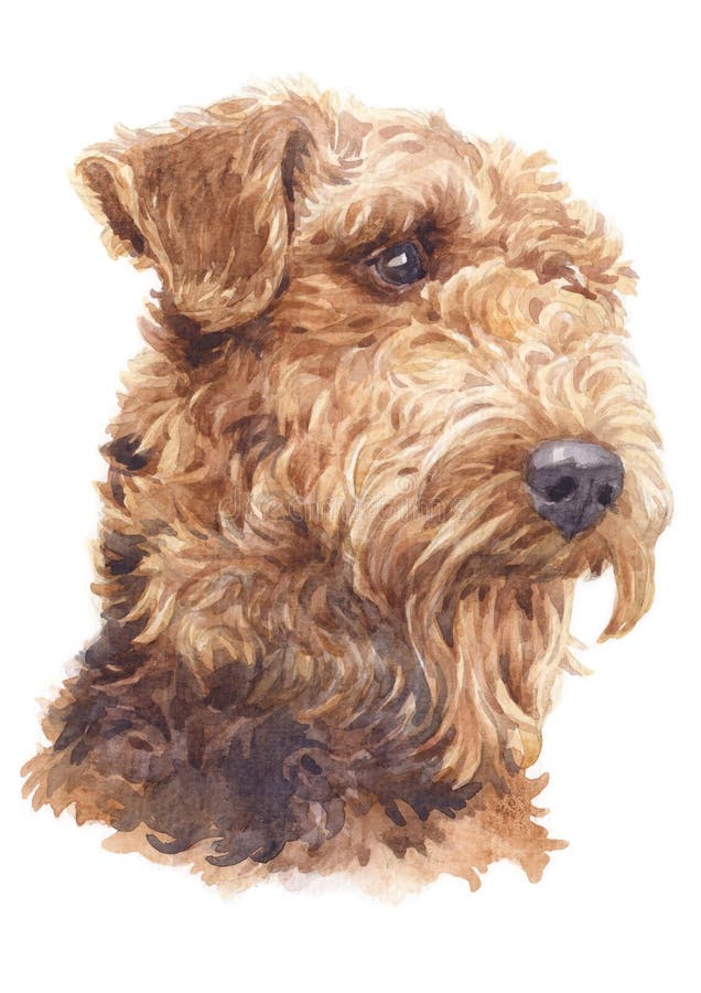 Målning för vattenfärg, lockigt hår 053 för airedaleterrierTerrier hund vektor illustrationer