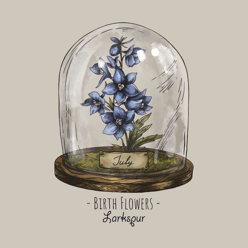 Månatlig blomning av blomlarkspurblomma i örtarm, falsk illustration av blomsterskörning royaltyfri illustrationer