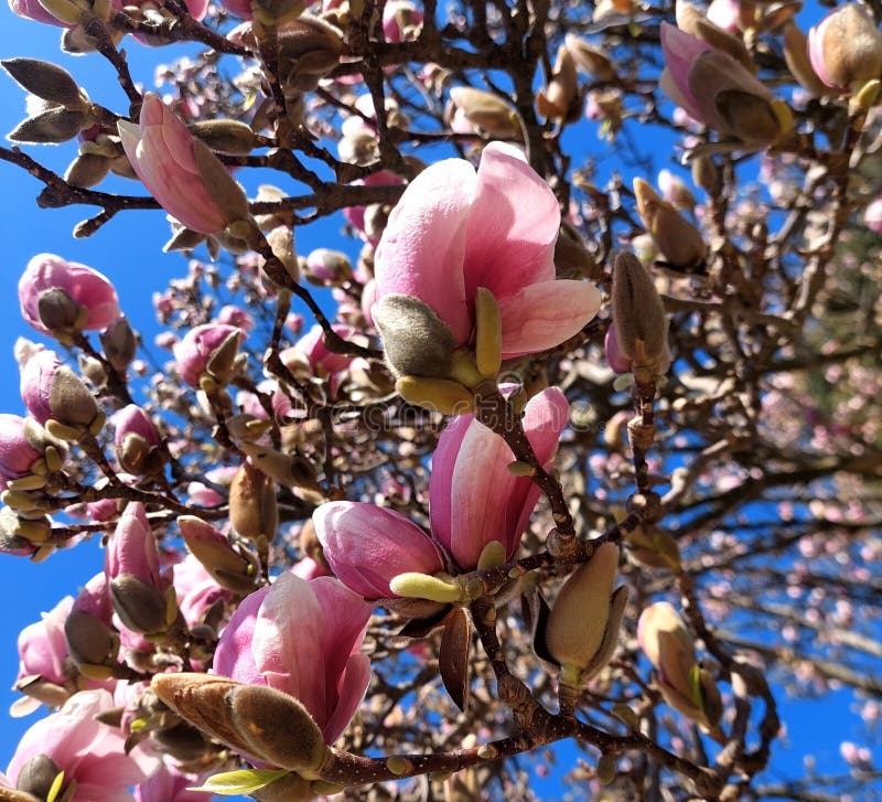 Många blomstrande grenar av trädet Magnolia liliiflora royaltyfri foto
