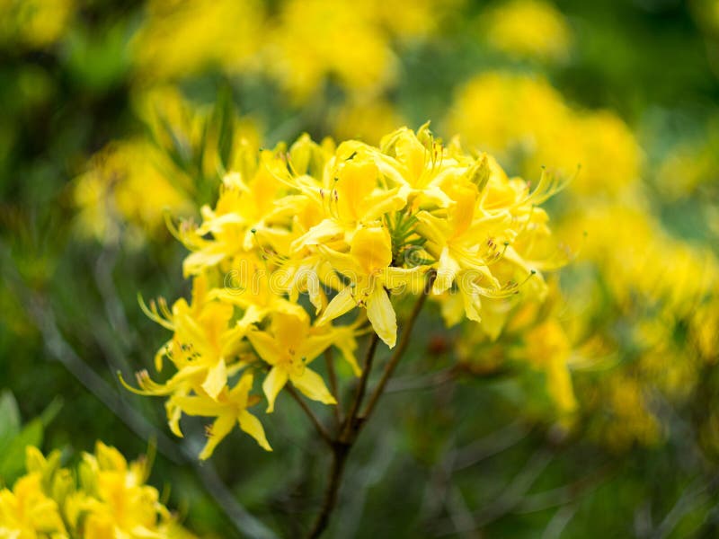 Många gula blommor av en rhododendron royaltyfri fotografi Många gula blommor av en rhododendron royaltyfri fotografi