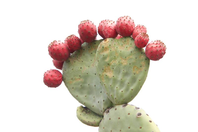 Många kaktusfrukt för taggigt päron som isoleras på vit